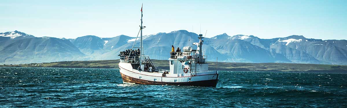 Observation des baleines en Islande Observation des baleines en Islande