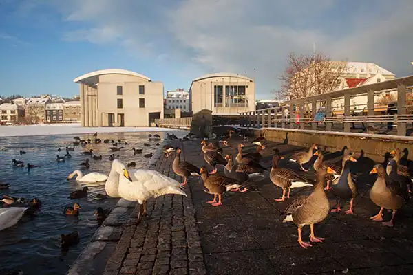 incontournables reykjavik islande